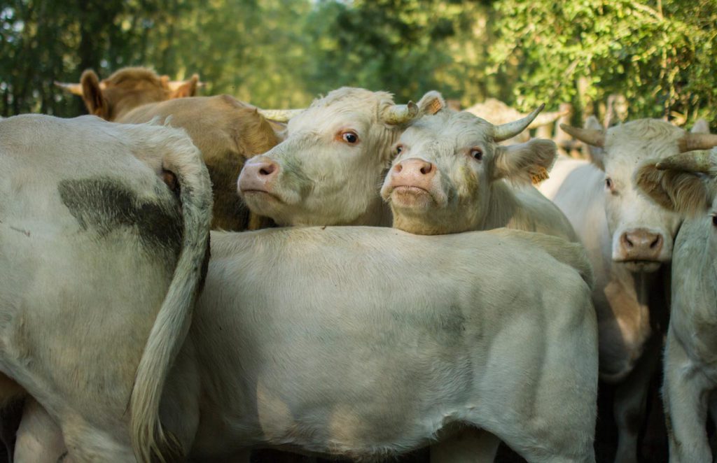 vache