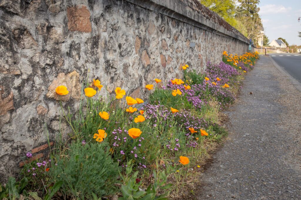 Rives du Loir en Anjou fleur2