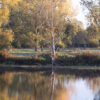 arbre automne