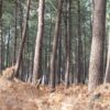 foret