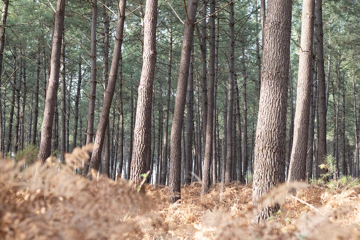 foret