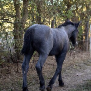 Grands bas 2026 12 300x300